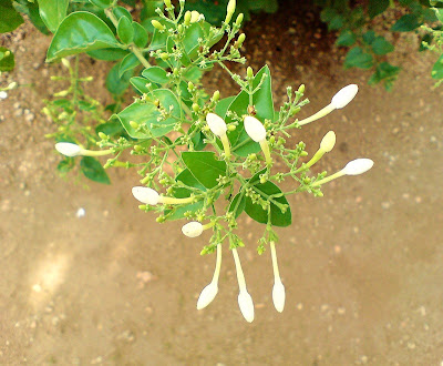 Jasmine  Buds