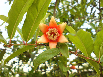 Pomegranate flower without petals