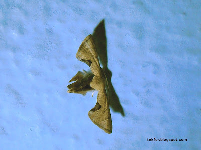 A small moth on a wall.
