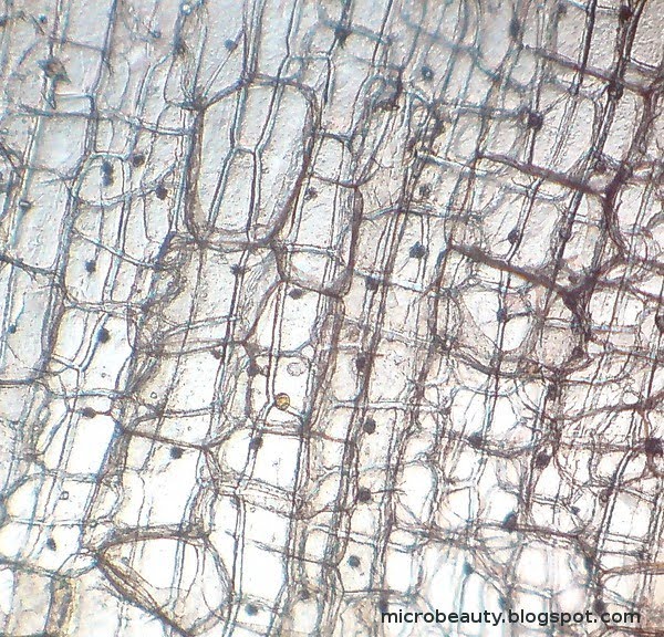 The Wonderful Microworld Cell Nucleus Onion