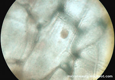 Onion cell nucleus. (With added dye). Magnification - 450 Times. Onion cell nucleus.Onion cell nucleus. (With added dye). Magnification - 450 Times.