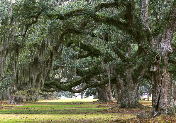 free download spanish moss tree free download spanish moss tree