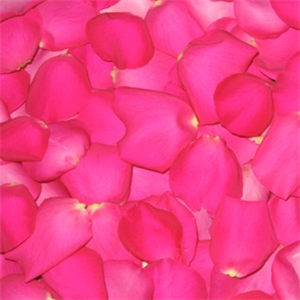 quantities of rose petals