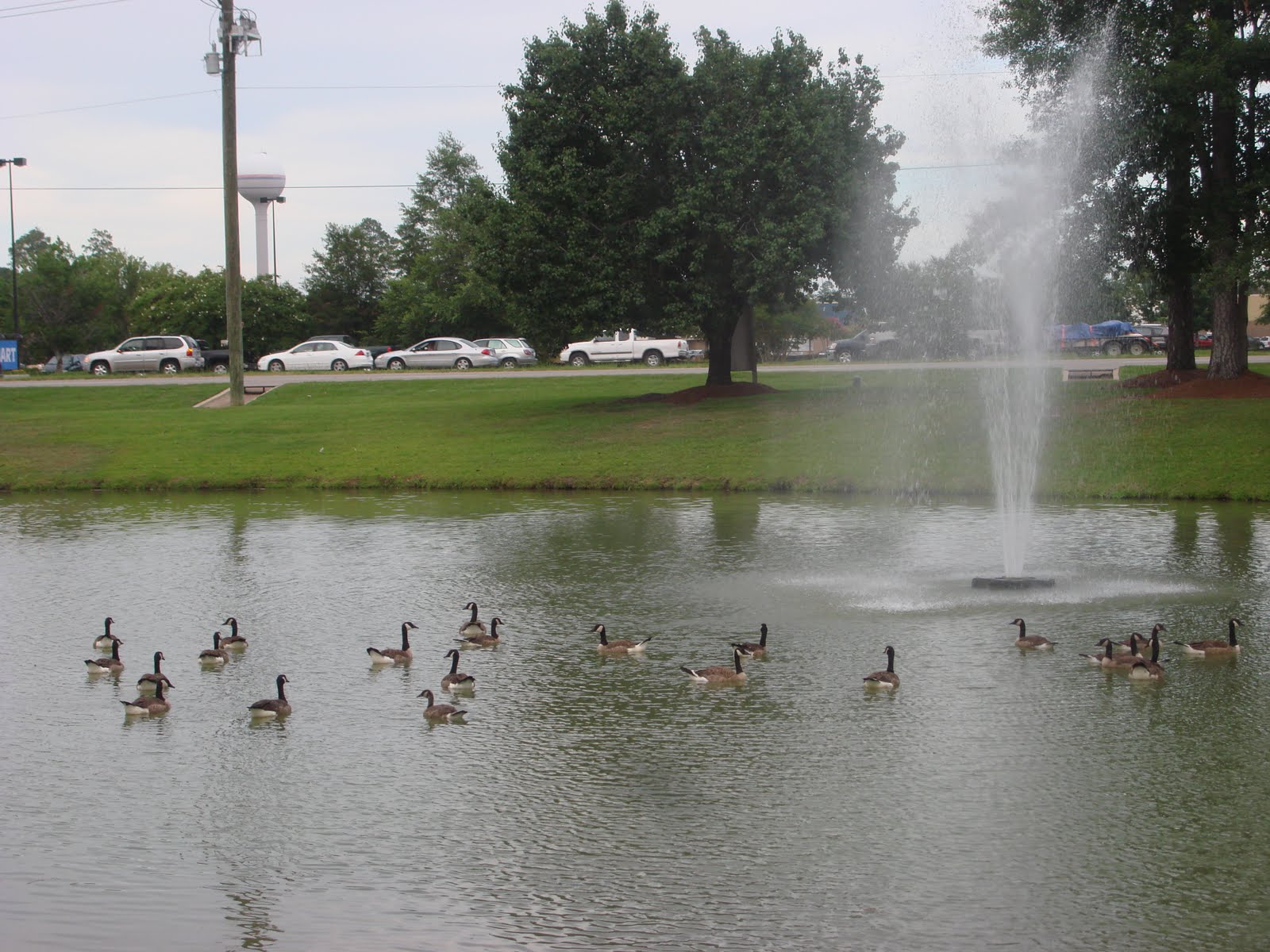 Life experiences... Canadian geese in Covington Louisiana