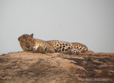 Leopard - adult male resting on a rock at Yala National Park, Sri Lanka on the 7 Feb, 2007