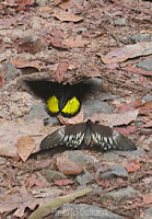 Sri Lanka Birdwing