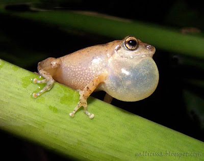 Common Shrub Frog