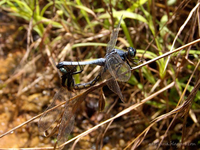 A Marsh Skimmer in tandem at Sinharaja 'World Heritage' rain forest - 8 July, 2008