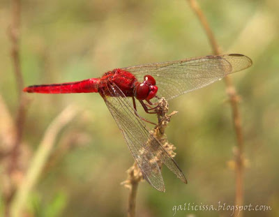 Oriental Scarlet male