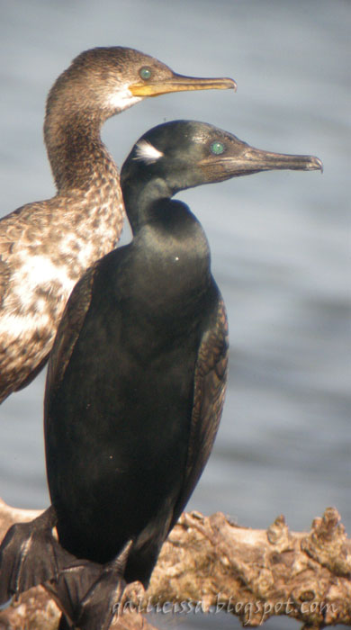 Indian Cormorants - juvenile at left