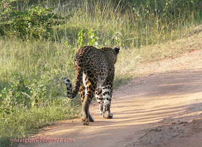 Leopard at Meda-para, Yala National Park