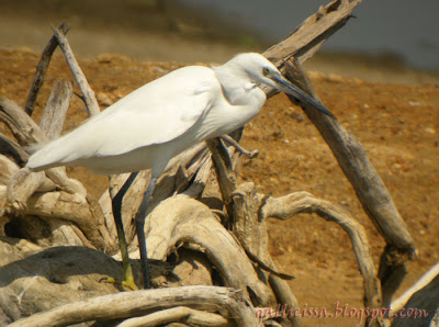 Western Reef Egret - white morph