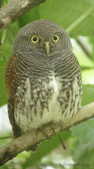 Chestnut-backed Owlet - library pic