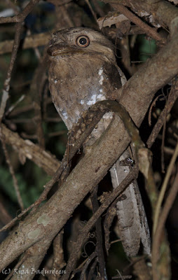Sri Lanka Frogmouth male - photographed by Riza