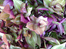 Jamaican purple plant