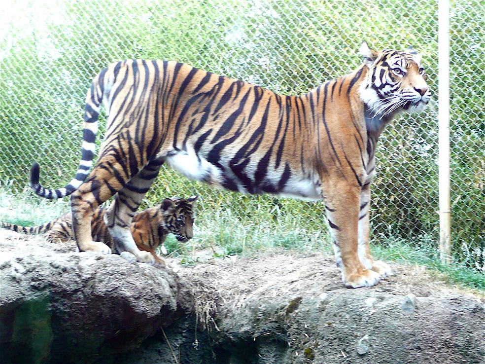 Baby Tiger - Type Animal