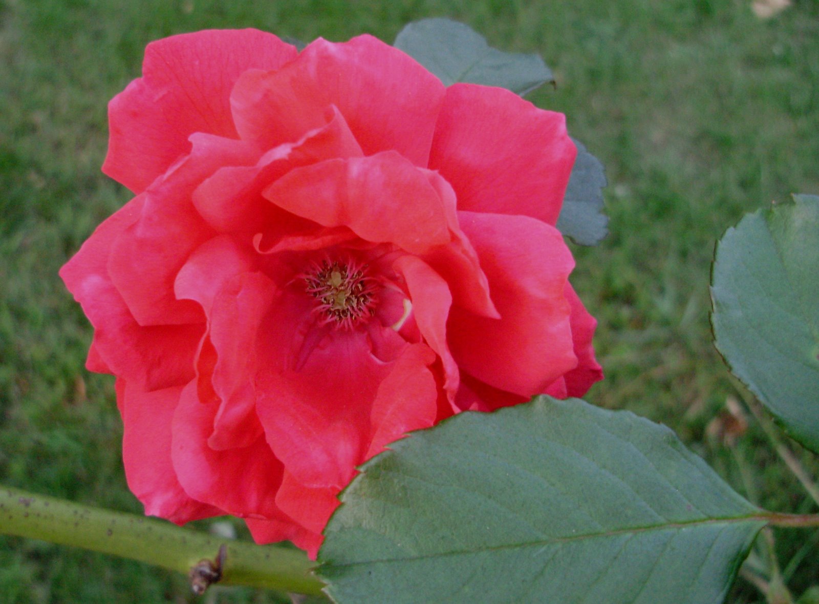 [Red+Rose+unscented.jpg]