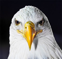 Grouse Mountain Bald Eagle