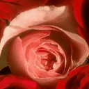 a red rose for you