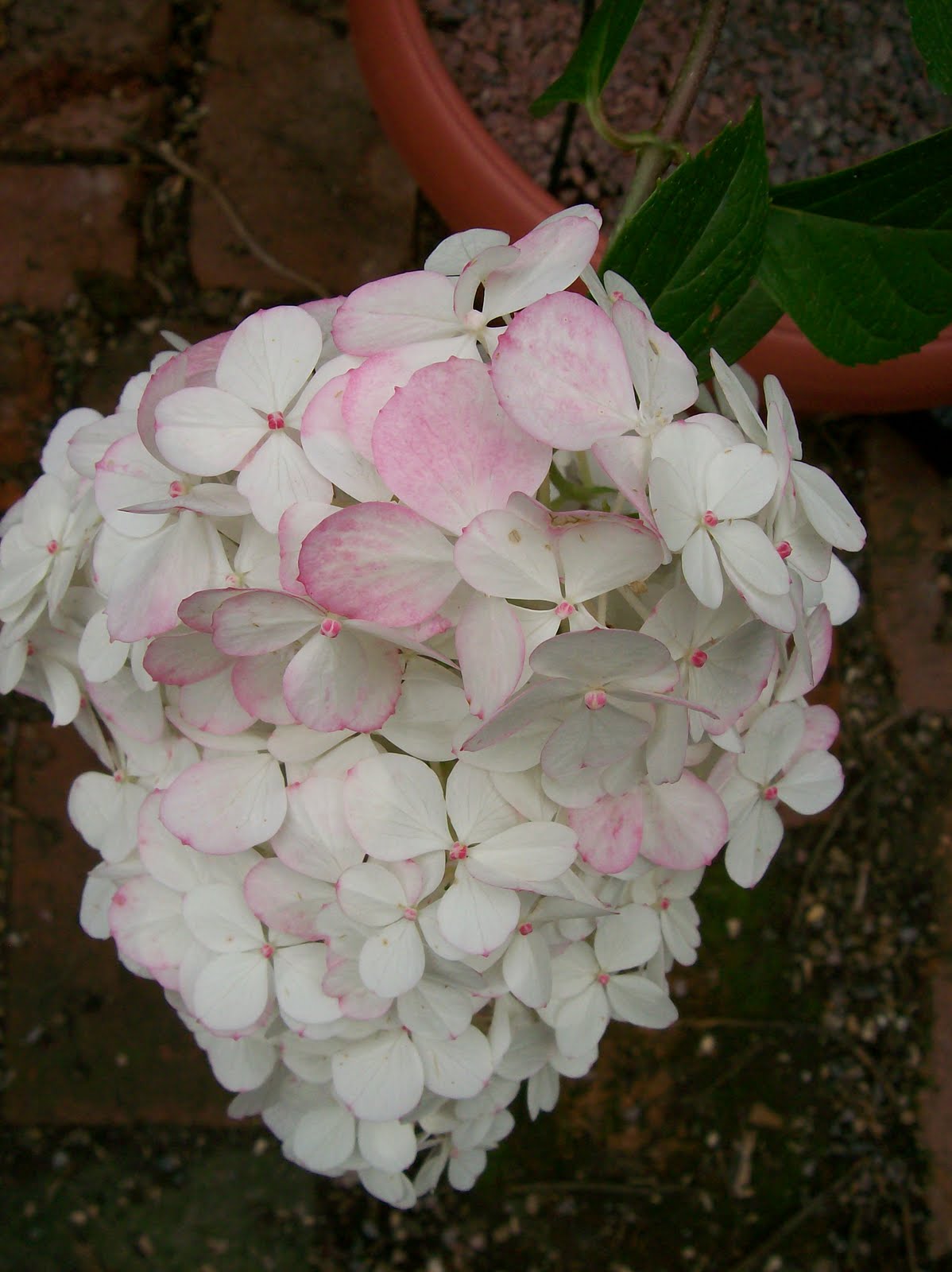Buy Hydrangea Paniculata Vanille Fraise Hydrangea In The Uk