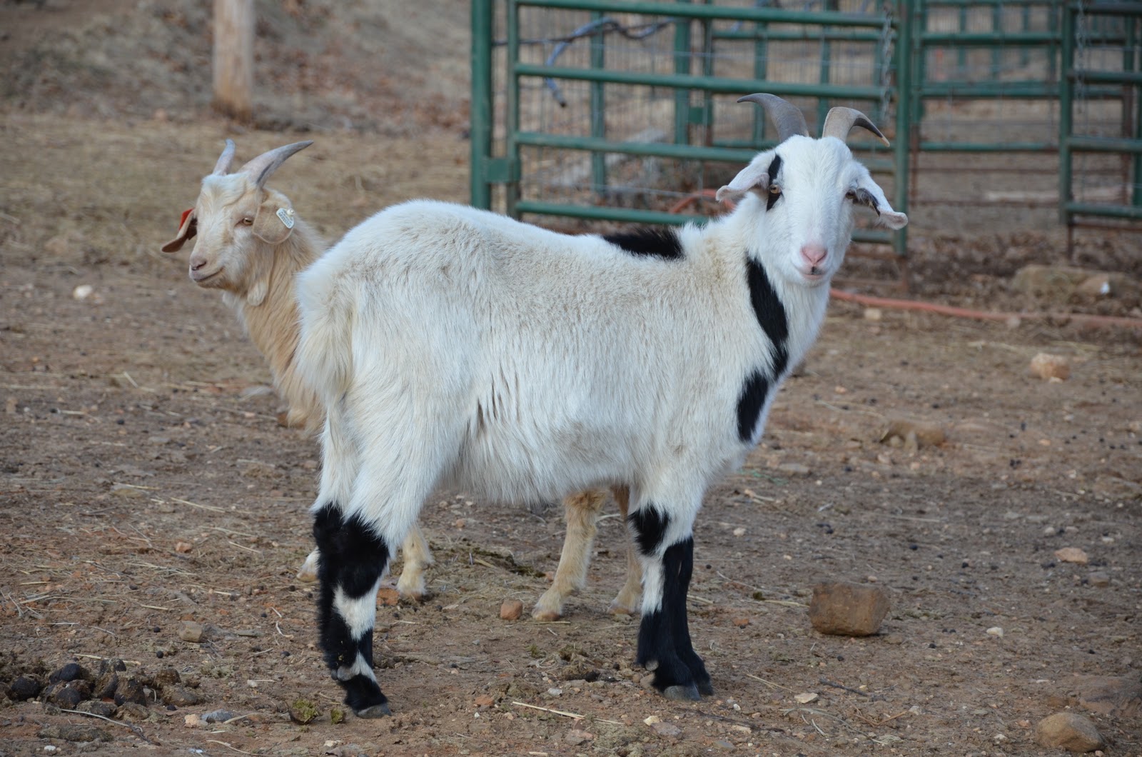 HORSESHOE CANYON RANCH MEAT GOATS 2011 Winter Weather at Horseshoe