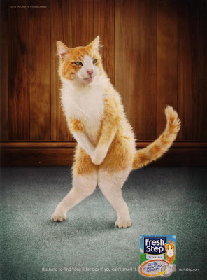 Cats doing the old pee pee dance