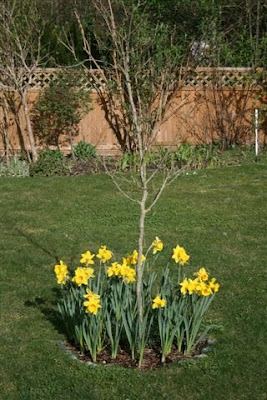 Daffodil underplanting