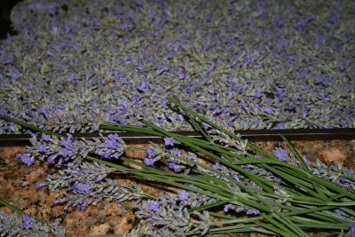 Lavender drying