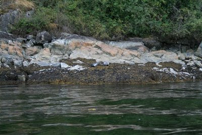 Harbour seal with pup in Indian Arm