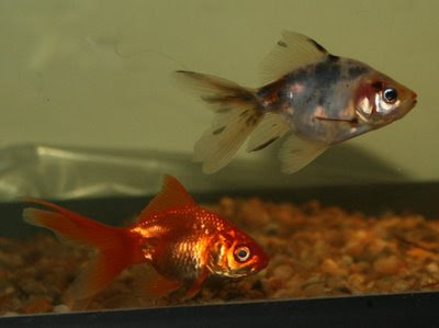 Two fantail goldfish