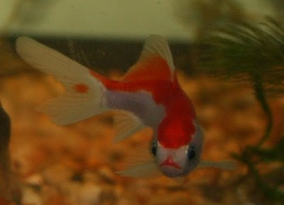 Red / white goldfish
