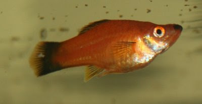 Other female swordtail, looking nice and round