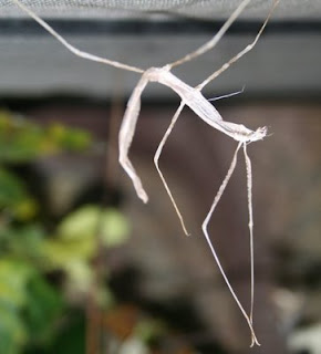 Molted skin from a stick bug