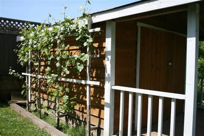 Grape vines growing on shed