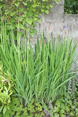 Irises in bud