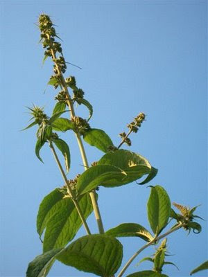 Butterfly bush