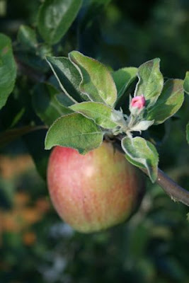 Apple blossoms and ripe fruit