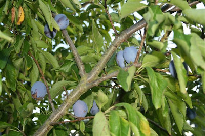 Italian plum closeup of fruit