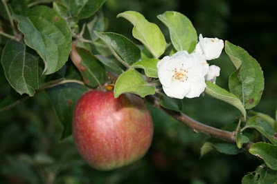 Apple in blossom and fruit