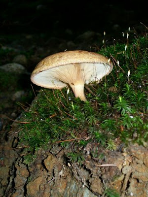 Mushrooms in BC