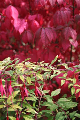Fuschia and Euonymus elata in Fall colours