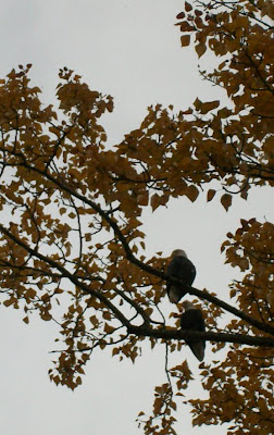 Pair of bald eagles