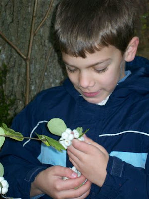 Picking snowberries for popping
