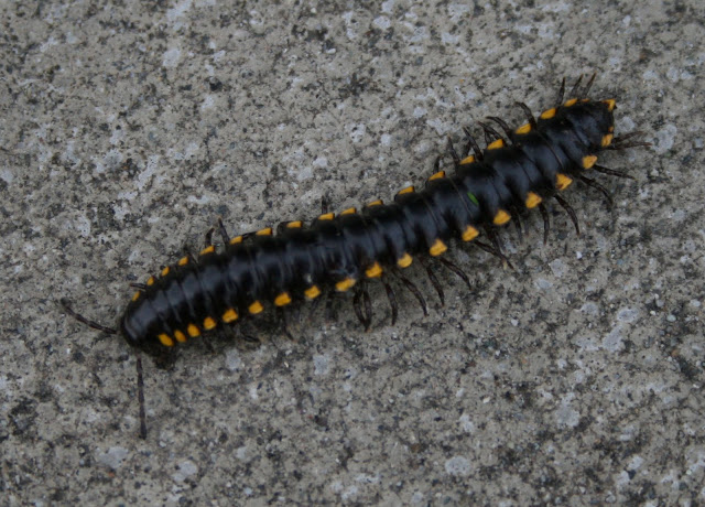 Pretty black and yellow millipede : Boraria stricta