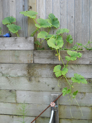 Zucchini vine over the fence