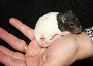 Curly haired hooded rat