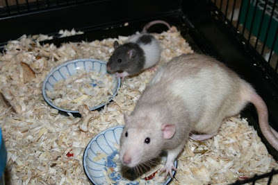 Rattie boys