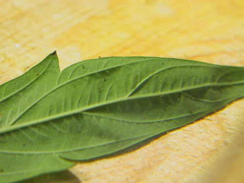 [1134DWC_19-11_spidermites1.jpg]