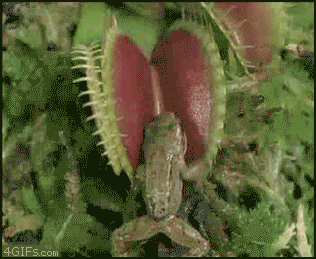 النبات المفترس Venus_flytrap_frog