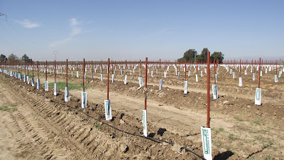 Plantación de olivar con tutor 1,70 m, sin espaldera